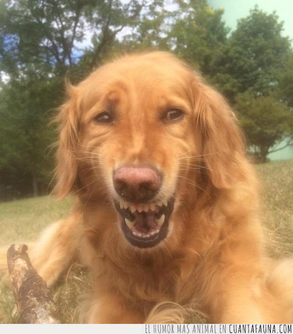 amable,carota,perro